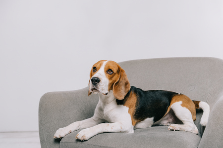 beagle dog lying in armchair on grey backgroundの写真素材