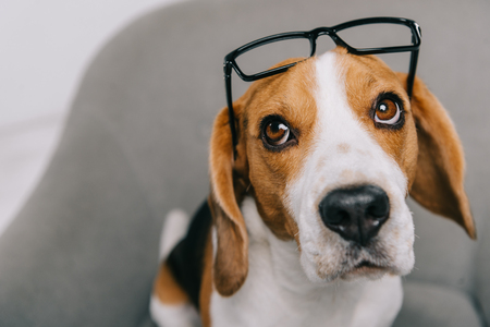 selective focus of beagle dog in glasses sitting in armchairの写真素材