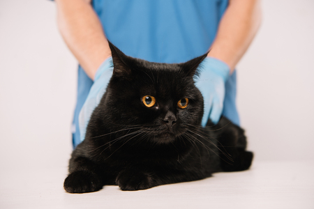 cropped view of veterinarian examining black cat isolated on greyの写真素材