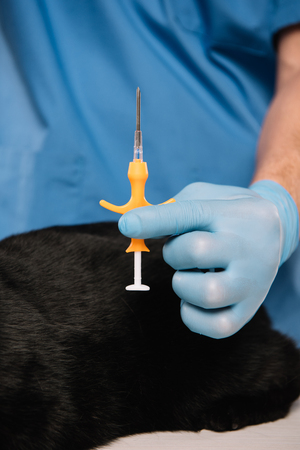 selective focus of syringe in hand of veterinarian in latex glove before microchipping procedureの写真素材