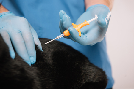 cropped view of veterinarian making microchipping procedure to black catの写真素材