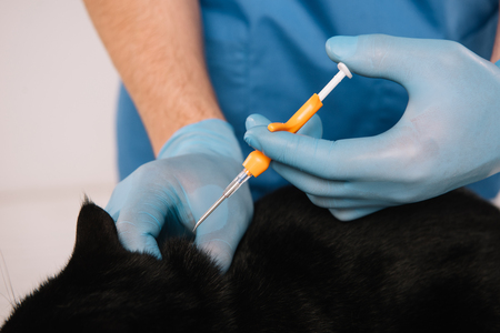 cropped view of veterinarian holding black cat in latex gloves and making microchipping procedureの写真素材