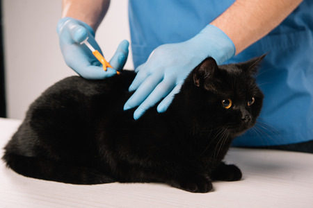 cropped view of veterinarian microchipping black cat in latex gloves on grey backgroundの写真素材
