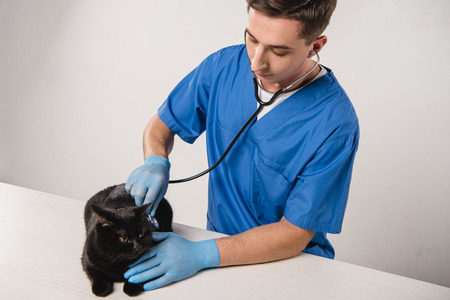 concentrated veterinarian examining black cat  on grey backgroundの写真素材