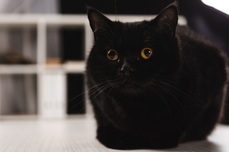furry dark cat sitting on tableの写真素材
