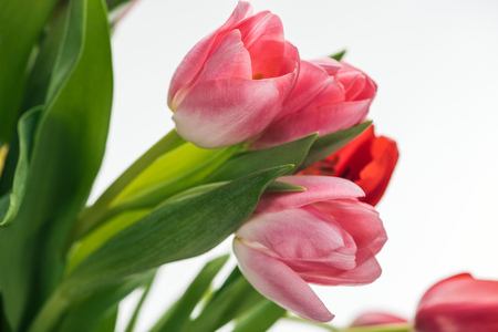 bouquet with pink and red tulips isolated on whiteの写真素材
