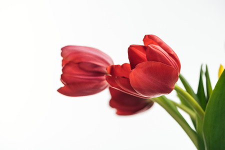 selective focus of red tulip flowers isolated on whiteの写真素材