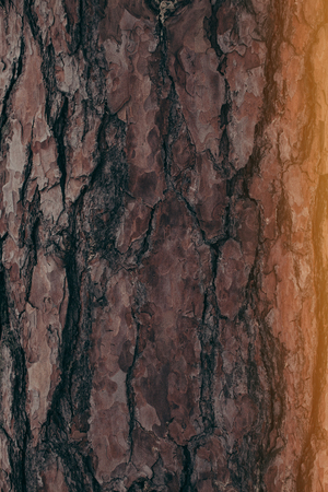 full frame of dark tree barque texture with side lighting as background