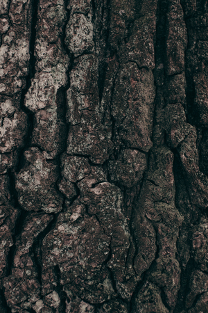 full frame of dark tree barque texture as backgroundの写真素材