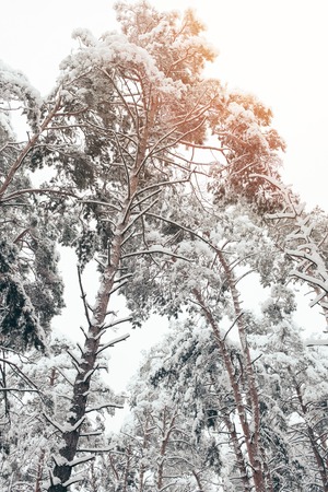 low angle view of snowy tree in winter forestの写真素材