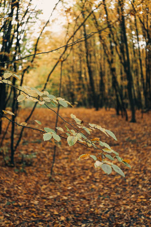 Selective focus of green leaves on tree branches in golden forestの写真素材