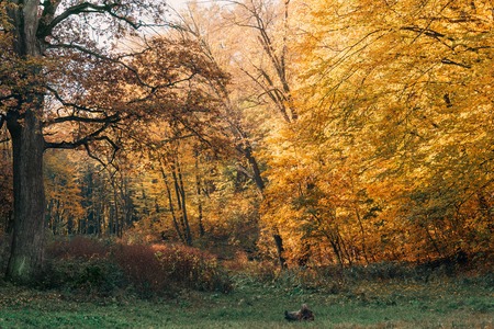 Beautiful landscape of peaceful forest in autumnの写真素材