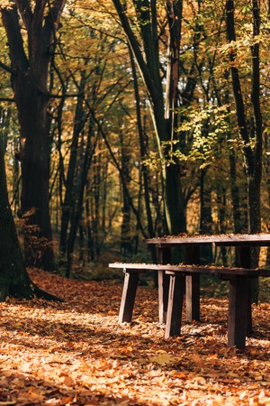 Sunshine on fallen leaves near wooden benches and table in forest