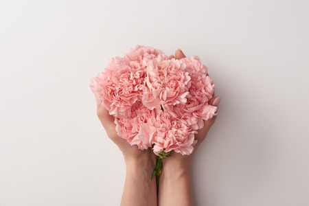 cropped shot of woman holding beautiful pink carnation flowers isolated on greyの写真素材
