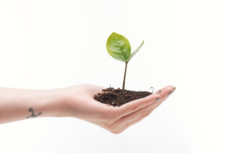 cropped view of woman holding ground with green plant in hand isolated on whiteの写真素材