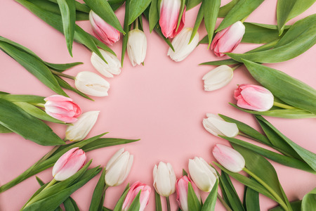 top view of circle frame with pink and white spring tulips isolated on pinkの写真素材