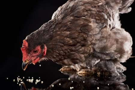 purebred brown hen eating millet on blackの写真素材