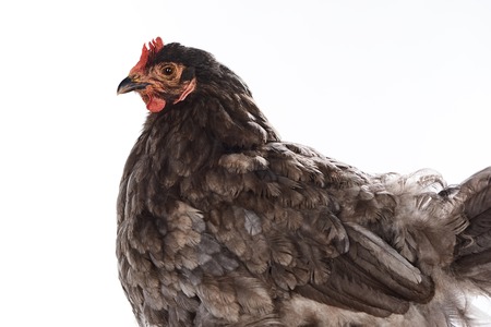 Close up of purebred brown hen isolated on whiteの写真素材