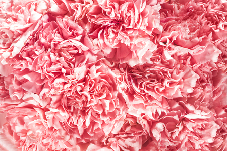 top view of blooming pink flowers with beautiful petalsの写真素材