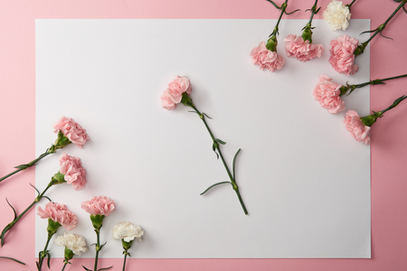 beautiful tender pink and white carnation flowers and blank card on pink backgroundの写真素材