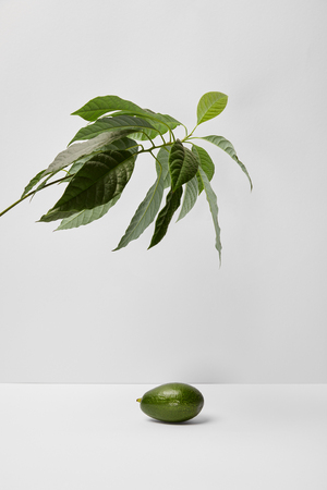 selective focus of avocado under green plant on grey backgroundの写真素材