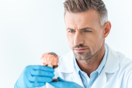 selective focus of handsome scientist looking at brain model isolated on white