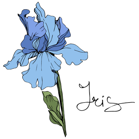 Vector Blue iris. Floral botanical flower. Wild spring leaf wildflower. Engraved ink art. Isolated iris illustration element.のイラスト素材