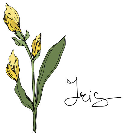 Vector Yellow iris. Floral botanical flower. Wild spring leaf wildflower. Engraved ink art. Isolated iris illustration element.のイラスト素材