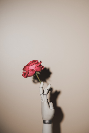 pink rose flower in robotic hand on beige backgroundの写真素材