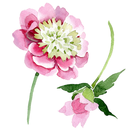 Pink peony watercolor background illustration set. Watercolour drawing fashion aquarelle isolated. Floral botanical flower. Wild spring leaf wildflower isolated. Isolated peony illustration element.の写真素材