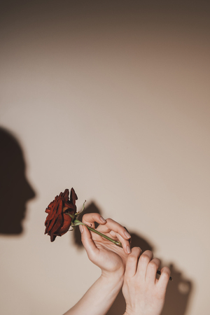 partial view of woman holding red rose flower on beige backgroundの写真素材