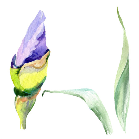 Purple yellow iris. Floral botanical flower. Wild spring leaf wildflower isolated. Watercolor background illustration set. Watercolour drawing fashion aquarelle isolated.の写真素材