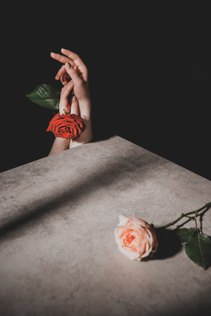 partial view of woman holding red rose flower isolated on blackの写真素材