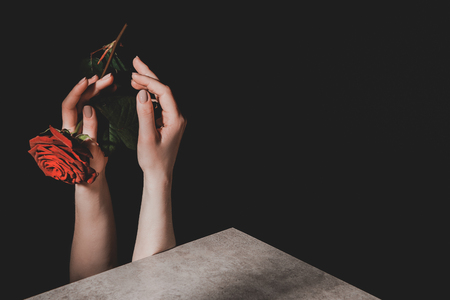 partial view of woman holding pink rose flower isolated on blackの写真素材