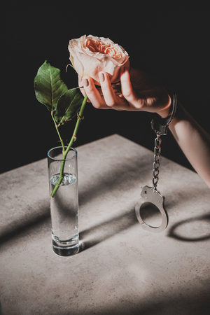 partial view of woman in metal handcuffs holding pink rose flower isolated on blackの写真素材