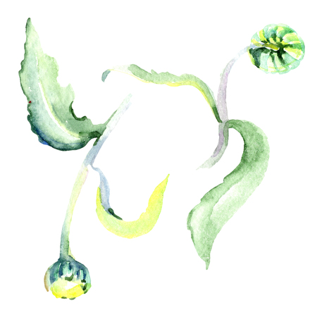 Daisy floral botanical flower. Wild spring leaf wildflower isolated. Watercolor background illustration set. Watercolour drawing fashion aquarelle isolated. Isolated daisy illustration element.の写真素材