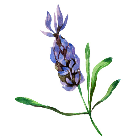 Purple lavender. Floral botanical flower. Wild spring leaf isolated. Watercolor background illustration set. Watercolour drawing fashion aquarelle isolated. Isolated lavender illustration element.の写真素材
