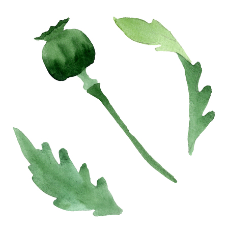 Burgundy poppy. Floral botanical flower. Wild spring leaf isolated. Watercolor background illustration set. Watercolour drawing fashion aquarelle isolated. Isolated poppy illustration element.の写真素材