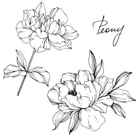 Vector Peony floral botanical flower. Wild spring leaf wildflower isolated. Black and white engraved ink art. Isolated peony illustration element.の写真素材