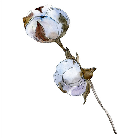 Cotton floral botanical flower. Wild spring leaf wildflower isolated. Watercolor background illustration set. Watercolour drawing fashion aquarelle isolated. Isolated cotton illustration element.の写真素材