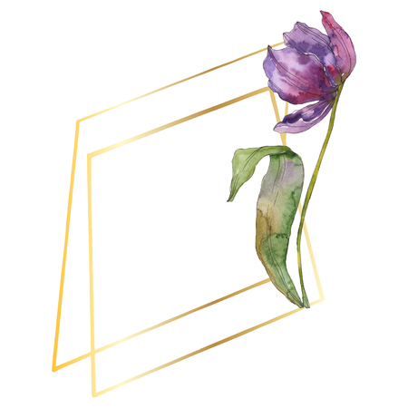 Purple tulip floral botanical flowers. Wild spring leaf wildflower isolated. Watercolor background illustration set. Watercolour drawing fashion aquarelle isolated. Frame border ornament square.の写真素材