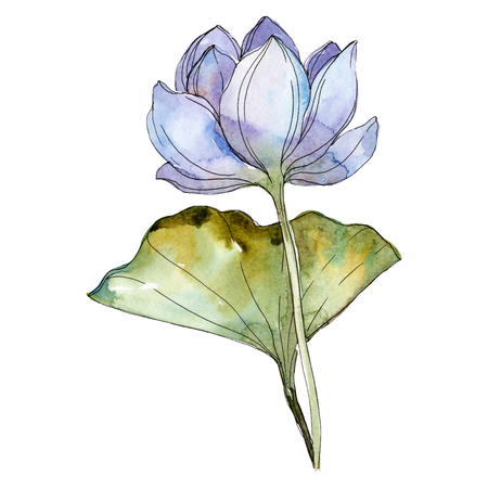Blue purple floral botanical flower. Wild spring leaf wildflower isolated. Watercolor background illustration set. Watercolour drawing fashion aquarelle isolated. Isolated lotus illustration element.の写真素材