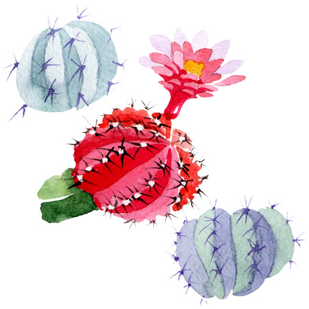 Green red cactus floral botanical flower. Wild spring leaf wildflower isolated. Watercolor background illustration set. Watercolour drawing fashion aquarelle. Isolated cacti illustration element.の写真素材