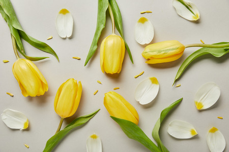 top view of petals and yellow tulips isolated on whiteの写真素材