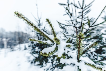 selective focus of pine branches covered with snowの写真素材
