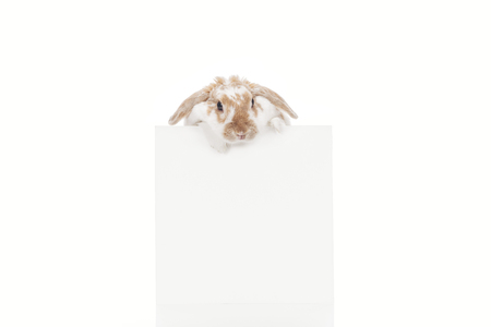 easter bunny with empty board isolated on whiteの写真素材