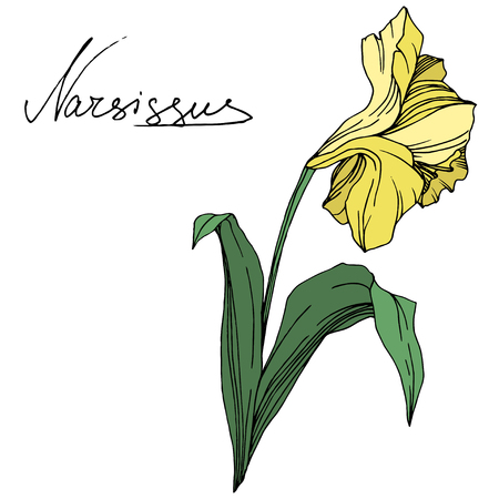 Vector Yellow Narcissus floral botanical flower. Wild spring leaf wildflower isolated. Engraved ink art. Isolated narcissus illustration element on white background.の写真素材