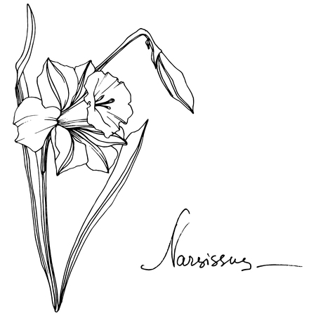 Vector Narcissus floral botanical flower. Wild spring leaf wildflower isolated. Black and white engraved ink art. Isolated narcissus illustration element.の写真素材