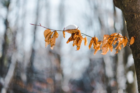 selective focus of dry tree branch with snow and leavesの写真素材