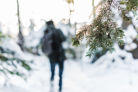 selective focus of fir tree branch in snowy forest  with traveler on backgroundの写真素材